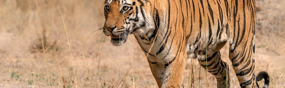 Les parcs du Madhya Pradesh