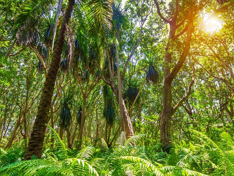 Forêt de Jozani