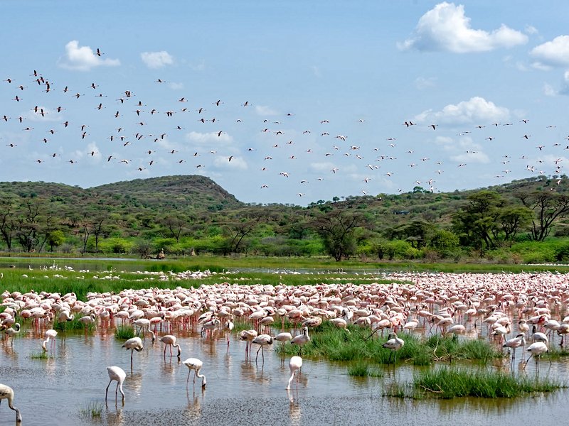 Le lac Bogoria