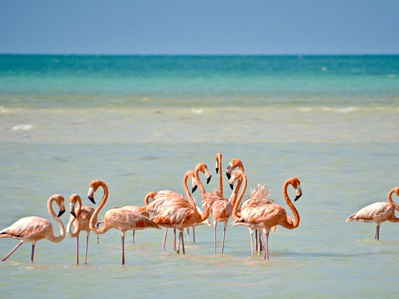 Observer les flamants roses à Punta Cocos