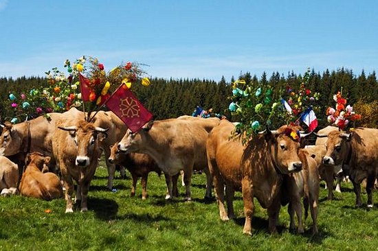 Assister aux fêtes de la transhumance