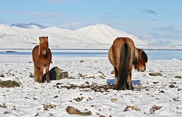 Le cheval islandais 