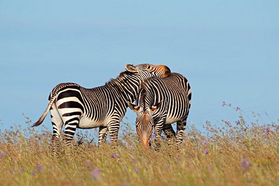 Parc national des Zèbres de montagne