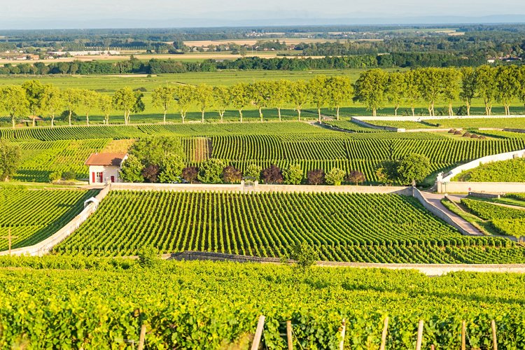 Route des Grands Crus de Bourgogne - France