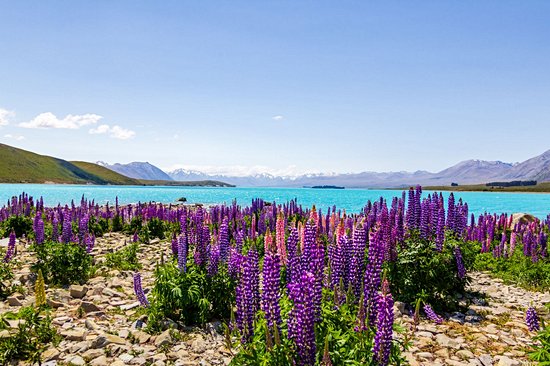 Lac Tekapo