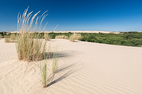 Parc national de Doñana