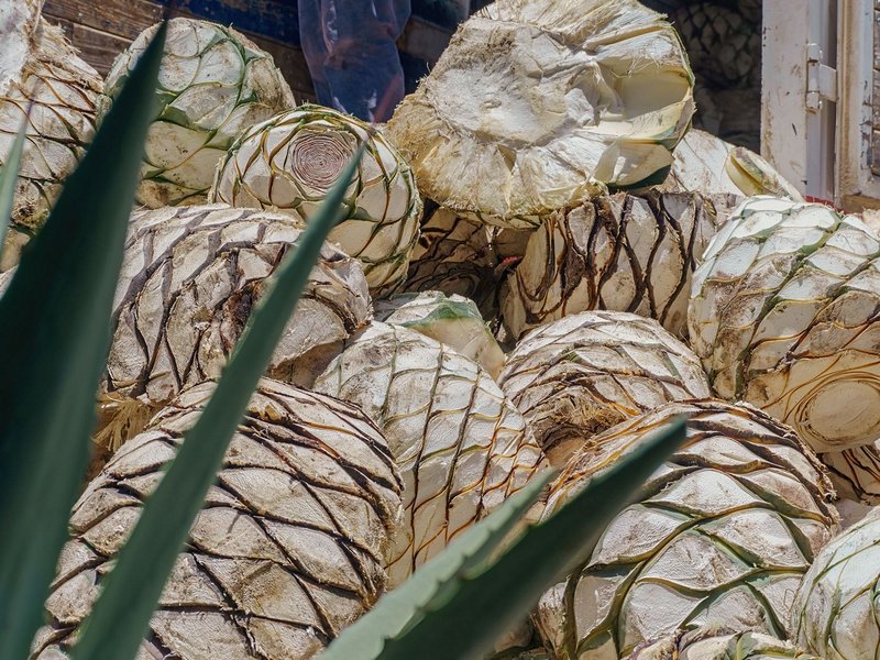 Visiter une palenque