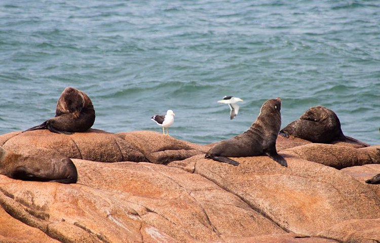 Lions de mer de l'île de Los Lobos