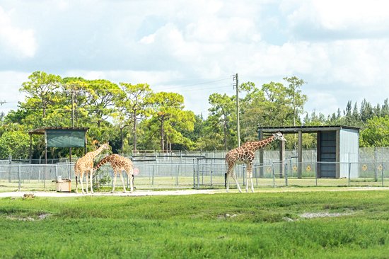 Parc animalier Lion Country Safari