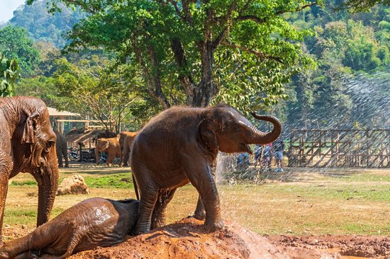 Elephant Nature Park