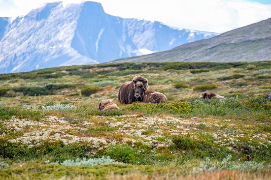 Parc national de Dovrefjell-Sunndalsfjella