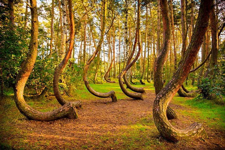 La forêt des arbres tordus, Gryfino
