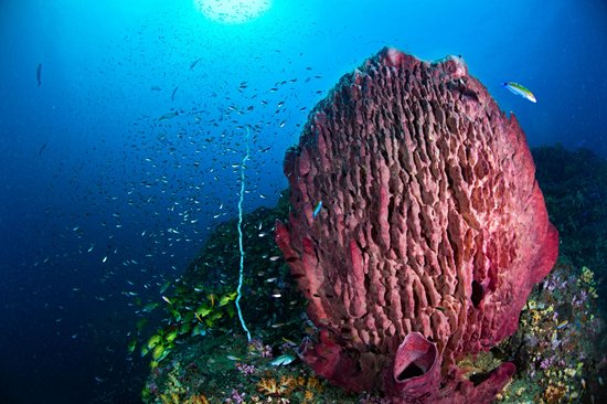 Faire de la plongée aux îles Hin Daeng et Hin Muang