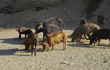 Cochon noir de Corse