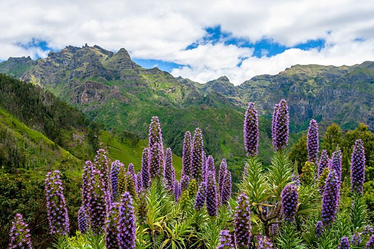 Quelle est la meilleure période pour visiter Madère et ses fleurs ?