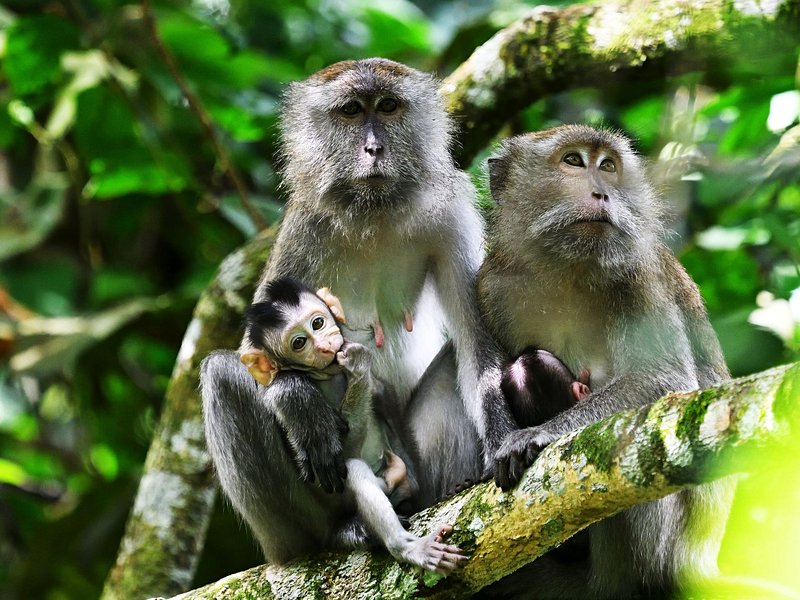 Le parc national de Taman Negara