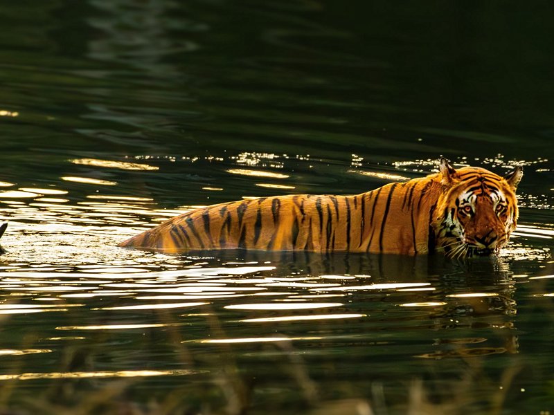 Parc national de Pench