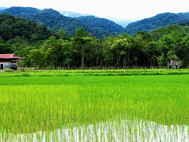 Les Kelabit Highlands