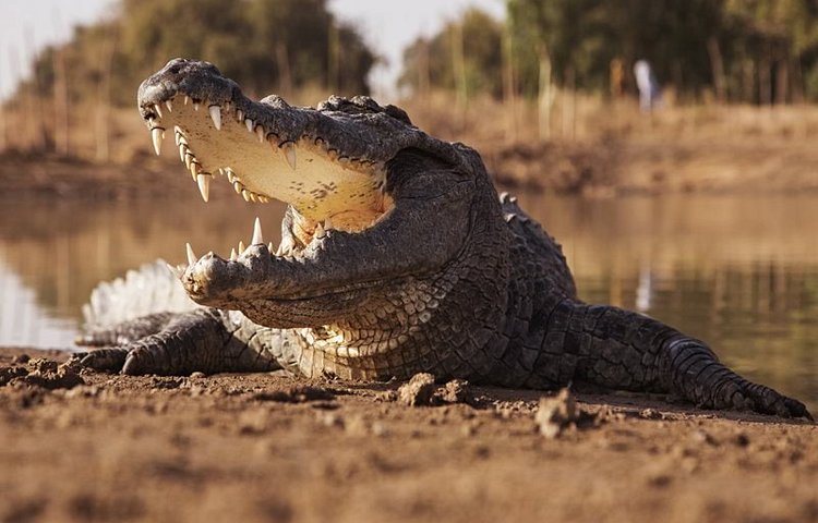 Crocodile sacré