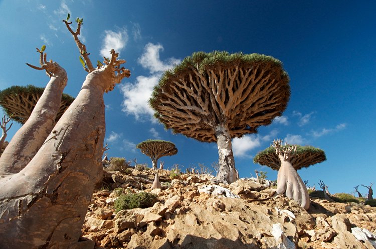 YÉMEN<br />Dragonnier de Socotra 3