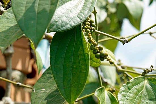 Les plantations de poivre de Kampot