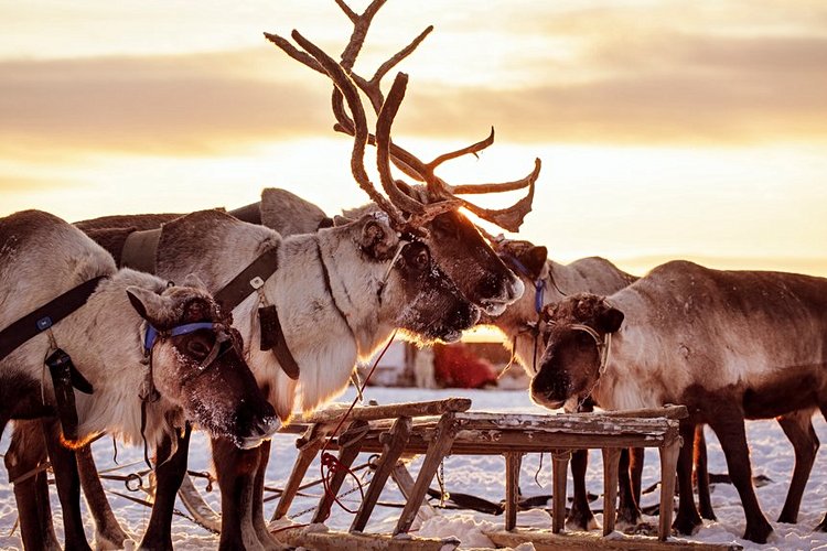 Observer un élevage de rennes dans la région d’Enontekiö
