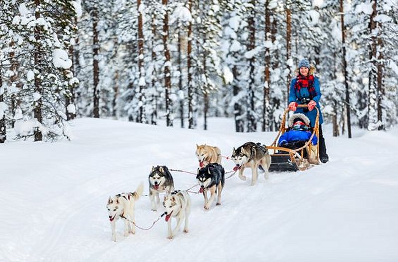 Mener son attelage de chiens de traineaux 