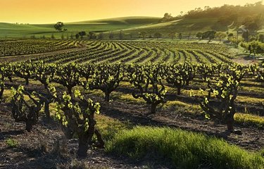 Vignobles de la Barossa Valley