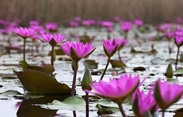 Lotus roses dans la réserve du Mai Po 