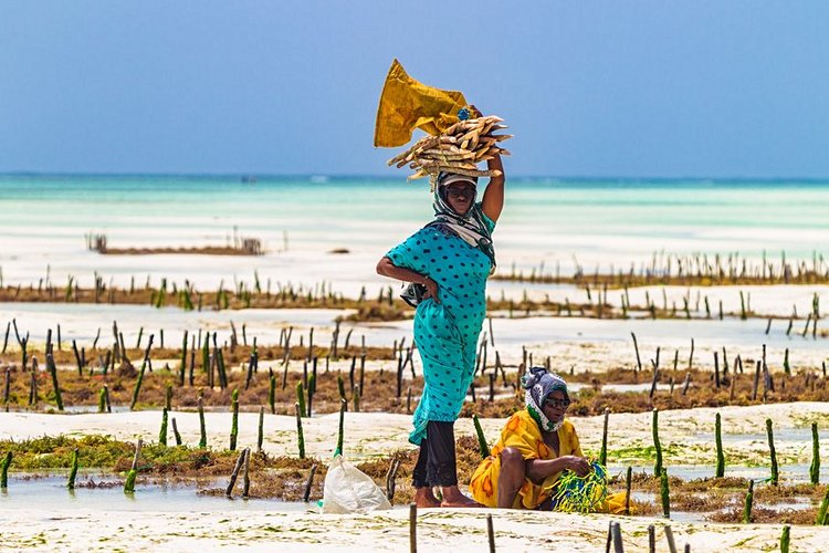 Le Seaweed Center, sur l’île de Zanzibar