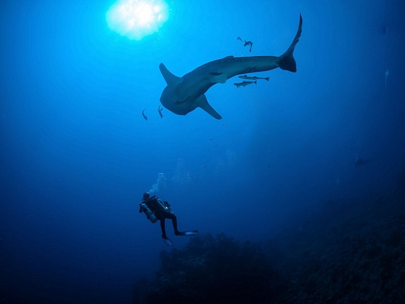 Nager avec les requins-baleines