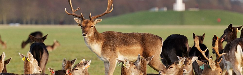 Phoenix Park