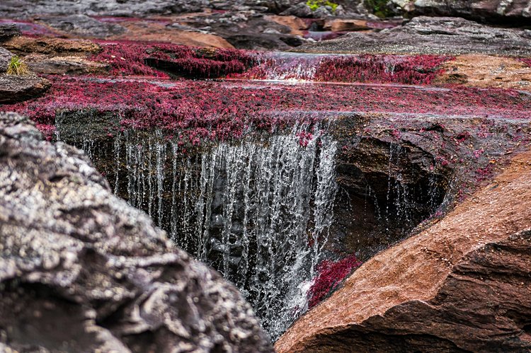 Caño Cristales 3