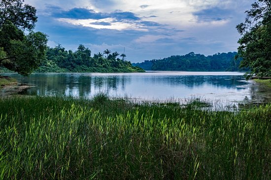 MacRitchie Reservoir