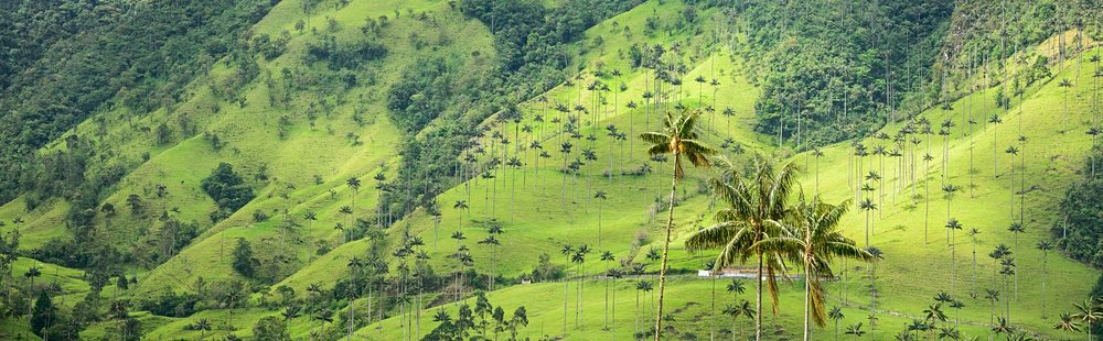 Vallée de la Cocora