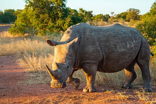 Mkhaya Game Reserve