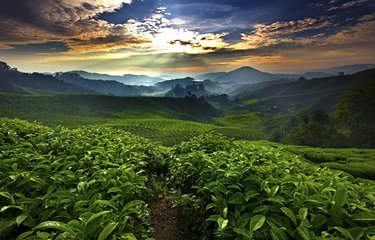 Plantations de thé à Cameron Highlands