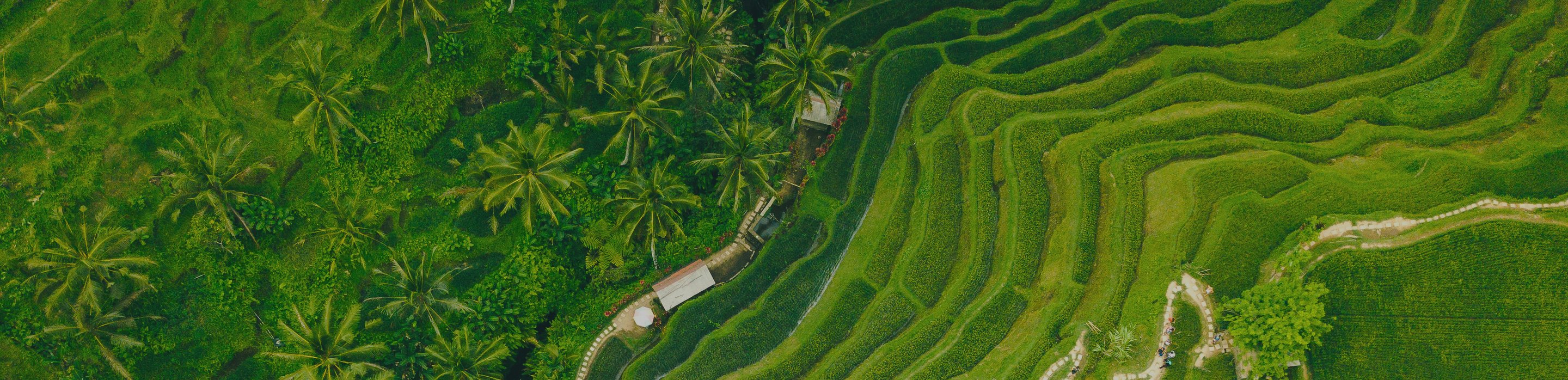 Météo à Bali en août avis, température, climat et affluence