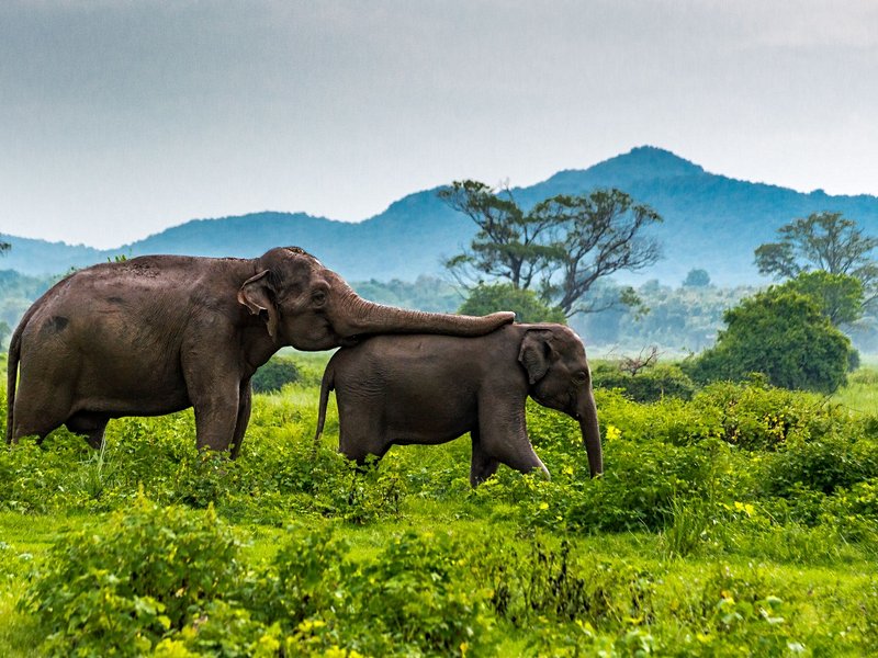 Parc national de Minneriya