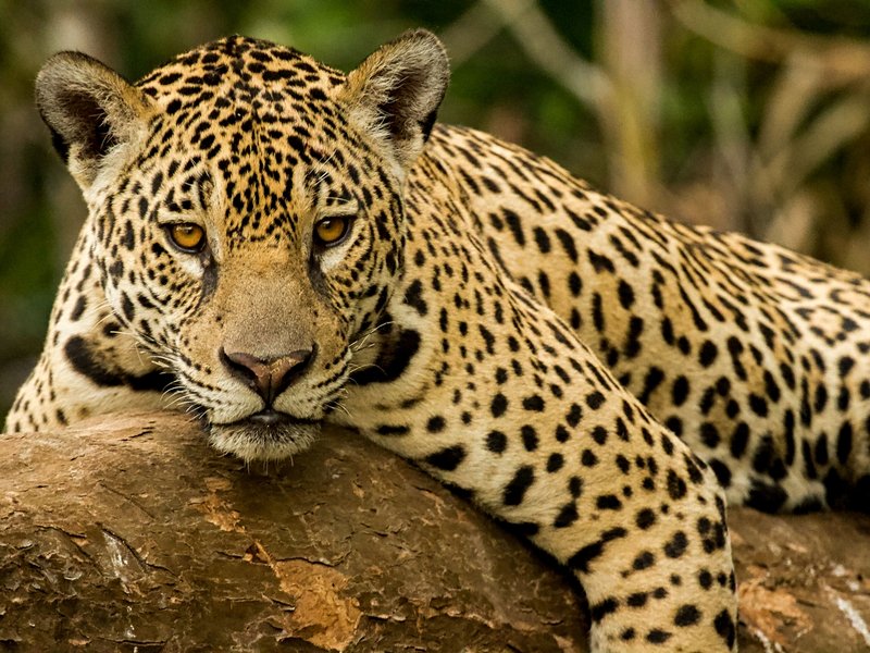 Le Pantanal paraguayen