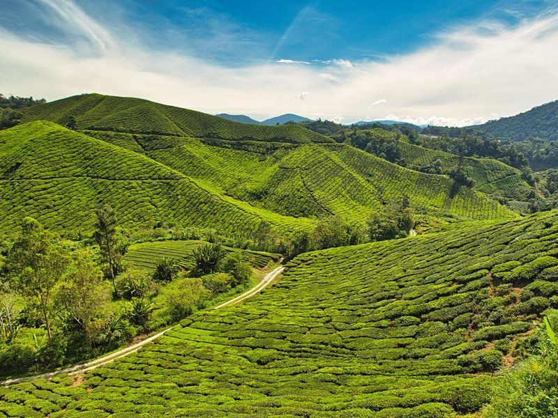 Boh Tea Plantation