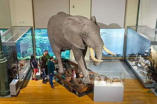 Musée national des sciences naturelles d'Espagne