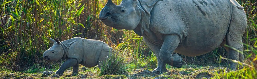 Kaziranga National Park