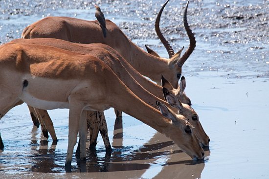 Timbavati Game Reserve
