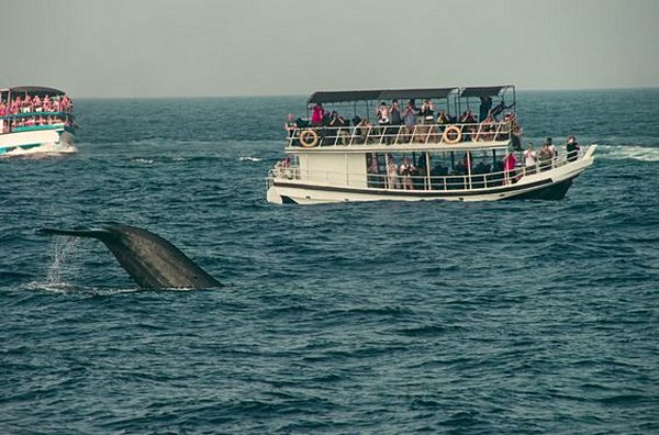 Observer les baleines 