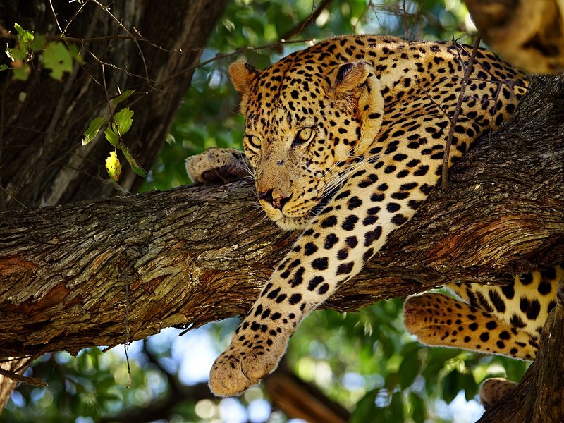 Moremi Game Reserve