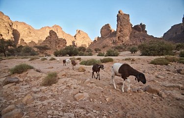Chèvres dans le Sahara algérien