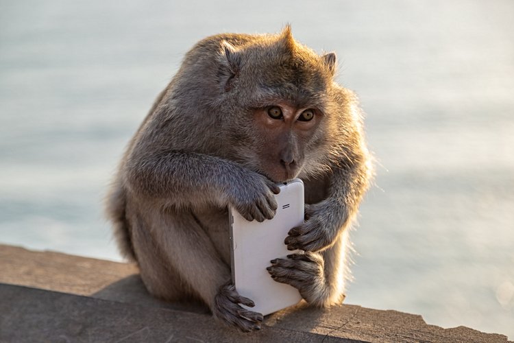 Ne pas prêter attention aux animaux sauvages