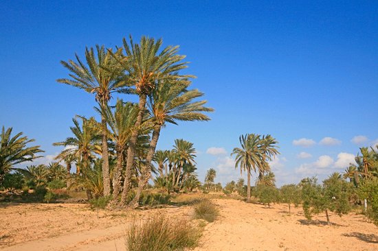 Les îles Kerkennah