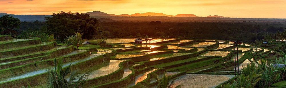 Les rizières de Jalituwih